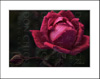 Rose, Burgandy,  Mounted on 11x14