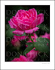 Rose, Pink, Mounted on 11x14
